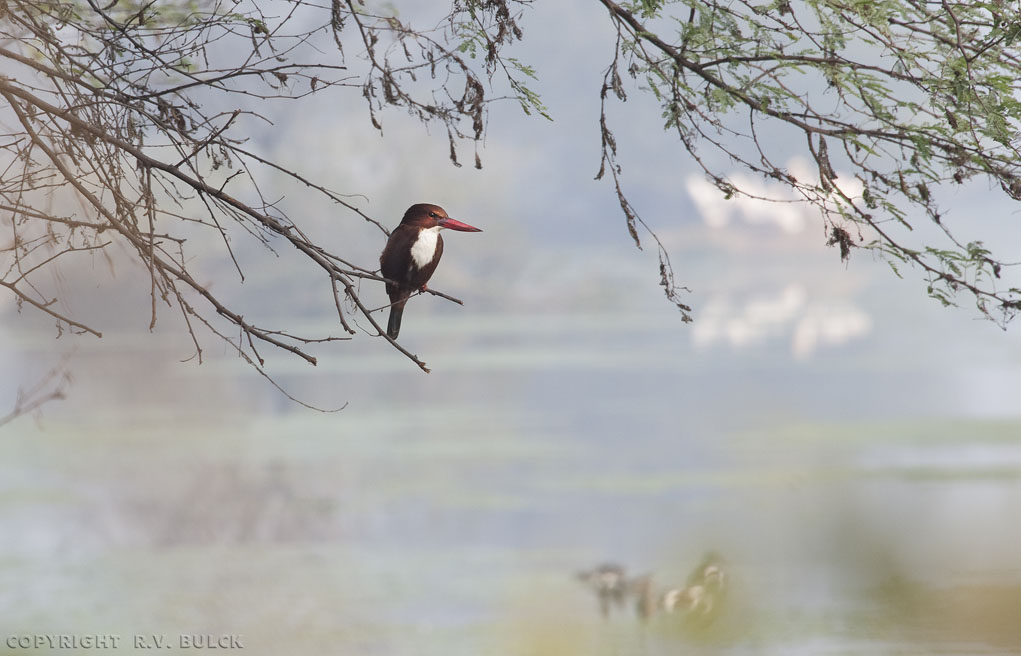 The White-throated Kingfisher (Halcyon smyrnensis),  Keoladeo Reserve, Bharatpur, Rajasthan.   [© R.V. Bulck]